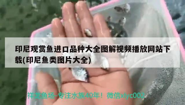 印尼觀賞魚進口品種大全圖解視頻播放網(wǎng)站下載(印尼魚類圖片大全) 觀賞魚進出口