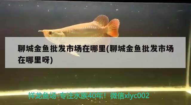 聊城金魚批發(fā)市場在哪里(聊城金魚批發(fā)市場在哪里呀) 虎斑恐龍魚