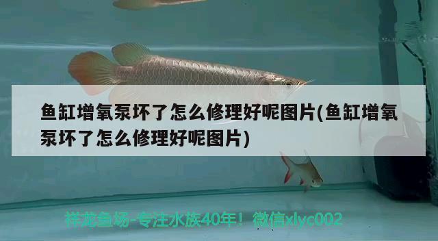 魚缸增氧泵壞了怎么修理好呢圖片(魚缸增氧泵壞了怎么修理好呢圖片) 祥龍進(jìn)口元寶鳳凰魚