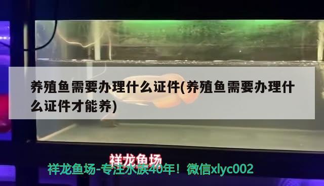 養(yǎng)殖魚需要辦理什么證件(養(yǎng)殖魚需要辦理什么證件才能養(yǎng)) 祥龍水族醫(yī)院