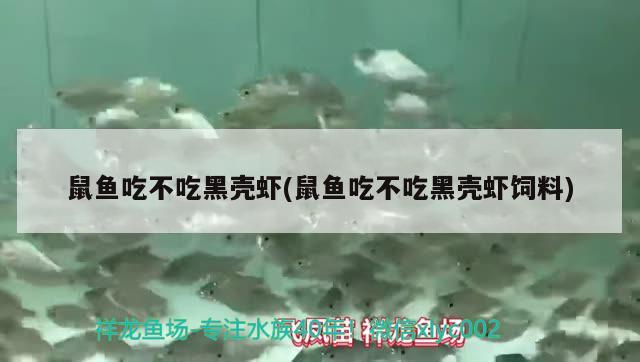 鼠魚吃不吃黑殼蝦(鼠魚吃不吃黑殼蝦飼料) 水族維護服務(wù)（上門）