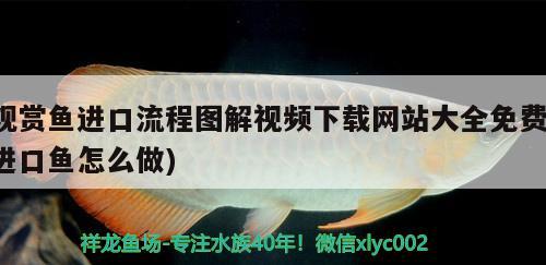 觀賞魚進(jìn)口流程圖解視頻下載網(wǎng)站大全免費(fèi)(進(jìn)口魚怎么做)