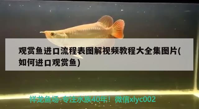 觀賞魚進(jìn)口流程表圖解視頻教程大全集圖片(如何進(jìn)口觀賞魚) 觀賞魚進(jìn)出口