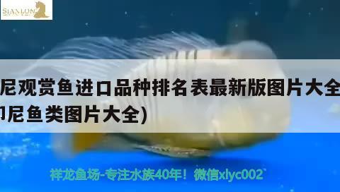 印尼觀賞魚進口品種排名表最新版圖片大全集(印尼魚類圖片大全) 觀賞魚進出口