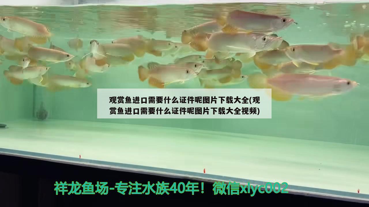 觀賞魚(yú)進(jìn)口需要什么證件呢圖片下載大全(觀賞魚(yú)進(jìn)口需要什么證件呢圖片下載大全視頻) 觀賞魚(yú)進(jìn)出口