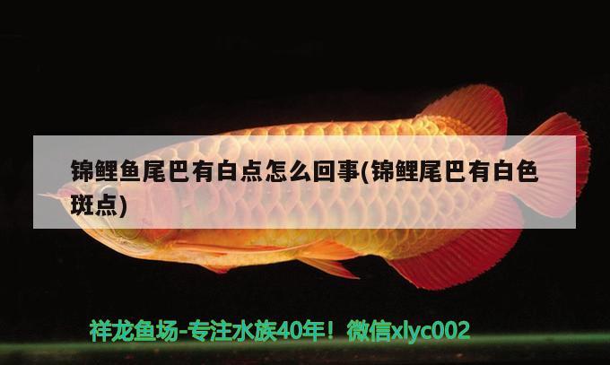 錦鯉魚尾巴有白點(diǎn)怎么回事(錦鯉尾巴有白色斑點(diǎn)) 元寶鯽