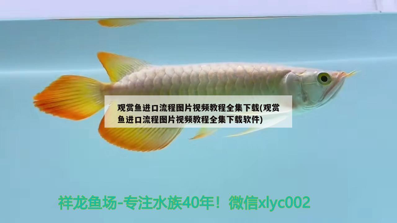 觀賞魚進口流程圖片視頻教程全集下載(觀賞魚進口流程圖片視頻教程全集下載軟件)