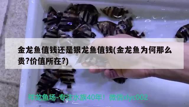 金龍魚值錢還是銀龍魚值錢(金龍魚為何那么貴？?jī)r(jià)值所在？) 銀龍魚