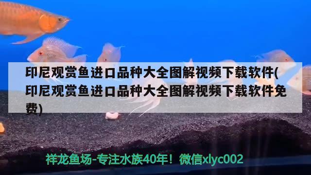 印尼觀賞魚進(jìn)口品種大全圖解視頻下載軟件(印尼觀賞魚進(jìn)口品種大全圖解視頻下載軟件免費(fèi)) 觀賞魚進(jìn)出口