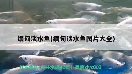 緬甸淡水魚(緬甸淡水魚圖片大全) 星點(diǎn)金龍魚