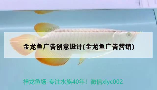 金龍魚廣告創(chuàng)意設(shè)計(jì)(金龍魚廣告營(yíng)銷) 祥龍藍(lán)珀金龍魚