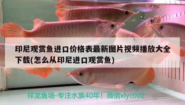 印尼觀賞魚(yú)進(jìn)口價(jià)格表最新圖片視頻播放大全下載(怎么從印尼進(jìn)口觀賞魚(yú)) 觀賞魚(yú)進(jìn)出口