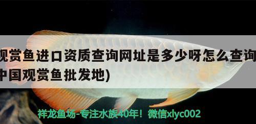 觀賞魚進(jìn)口資質(zhì)查詢網(wǎng)址是多少呀怎么查詢(中國(guó)觀賞魚批發(fā)地) 觀賞魚進(jìn)出口