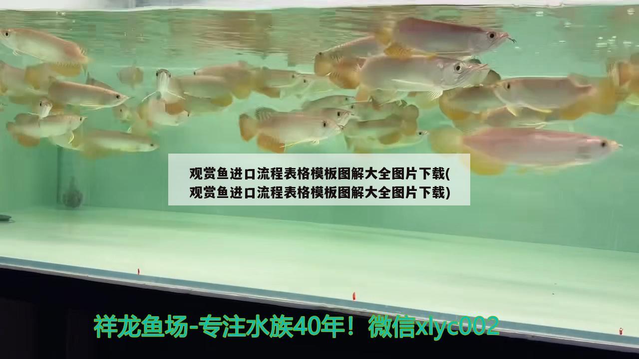 觀賞魚進(jìn)口流程表格模板圖解大全圖片下載(觀賞魚進(jìn)口流程表格模板圖解大全圖片下載) 觀賞魚進(jìn)出口