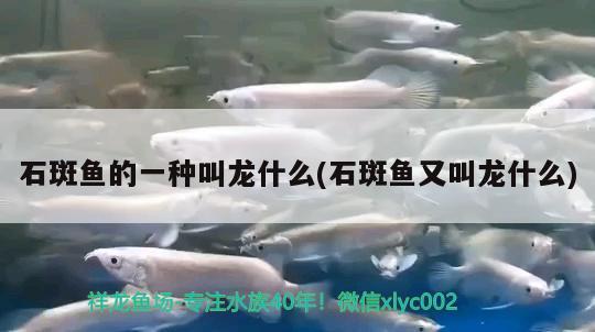 石斑魚的一種叫龍什么(石斑魚又叫龍什么) 紅勾銀版魚