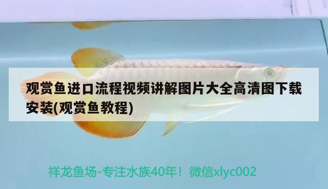 觀賞魚進口流程視頻講解圖片大全高清圖下載安裝(觀賞魚教程)