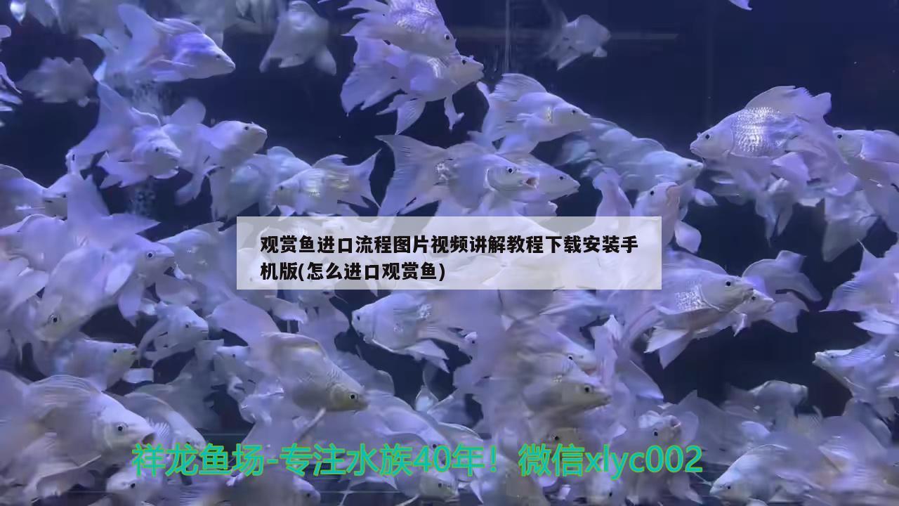 觀賞魚進(jìn)口流程圖片視頻講解教程下載安裝手機(jī)版(怎么進(jìn)口觀賞魚) 觀賞魚進(jìn)出口