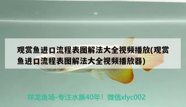 觀賞魚進口流程表圖解法大全視頻播放(觀賞魚進口流程表圖解法大全視頻播放器) 觀賞魚進出口