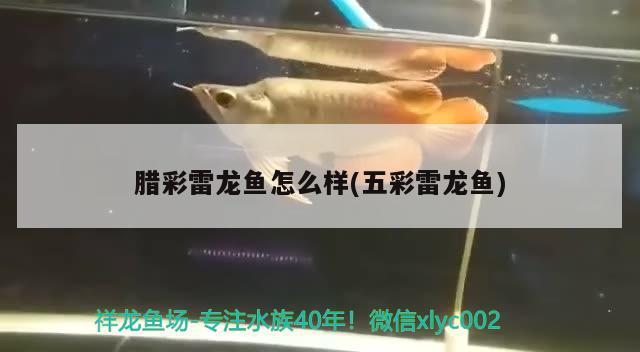 臘彩雷龍魚怎么樣(五彩雷龍魚) 杰西卡恐龍魚