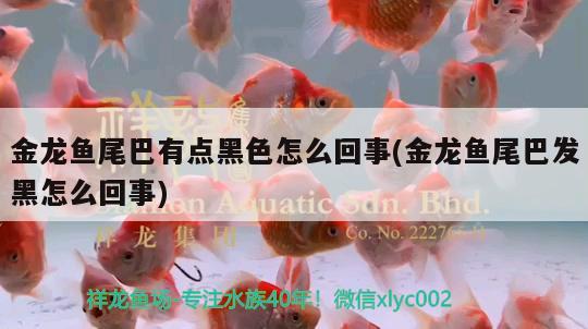 金龍魚尾巴有點黑色怎么回事(金龍魚尾巴發(fā)黑怎么回事) 斯維尼關(guān)刀魚