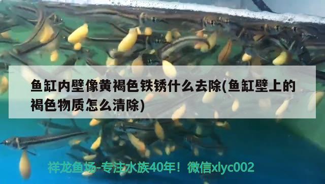 魚缸內(nèi)壁像黃褐色鐵銹什么去除(魚缸壁上的褐色物質(zhì)怎么清除) 玫瑰銀版魚