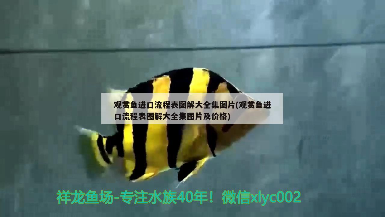 觀賞魚進(jìn)口流程表圖解大全集圖片(觀賞魚進(jìn)口流程表圖解大全集圖片及價格) 觀賞魚進(jìn)出口