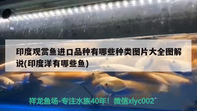 印度觀賞魚進(jìn)口品種有哪些種類圖片大全圖解說(印度洋有哪些魚)