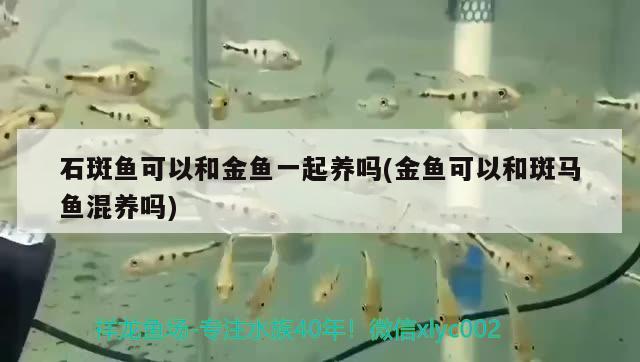 石斑魚(yú)可以和金魚(yú)一起養(yǎng)嗎(金魚(yú)可以和斑馬魚(yú)混養(yǎng)嗎) 雙線側(cè)魚(yú)