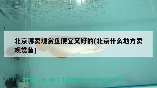 北京哪賣觀賞魚便宜又好的(北京什么地方賣觀賞魚) 祥龍龍魚專用水族燈