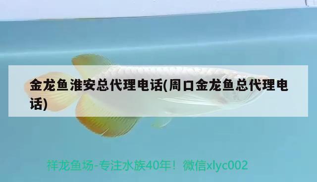 金龍魚淮安總代理電話(周口金龍魚總代理電話) 水族雜談