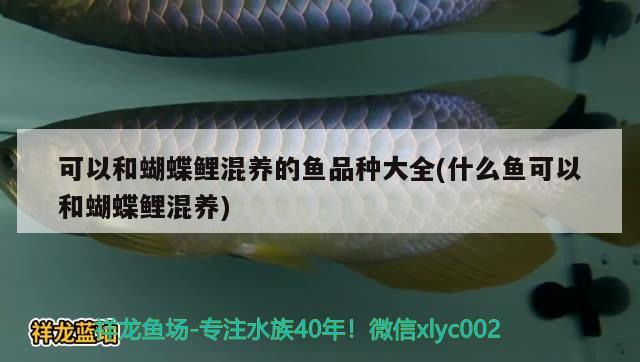 可以和蝴蝶鯉混養(yǎng)的魚品種大全(什么魚可以和蝴蝶鯉混養(yǎng)) 蝴蝶鯉