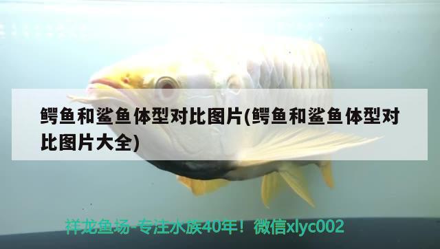 鱷魚和鯊魚體型對(duì)比圖片(鱷魚和鯊魚體型對(duì)比圖片大全) 帝王血鉆魚