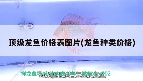 頂級(jí)龍魚價(jià)格表圖片(龍魚種類價(jià)格) 泰龐海蓮魚