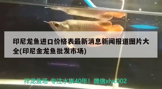 印尼龍魚進口價格表最新消息新聞報道圖片大全(印尼金龍魚批發(fā)市場) 龍魚批發(fā)