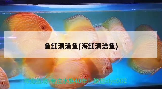 魚缸清澡魚(海缸清潔魚)