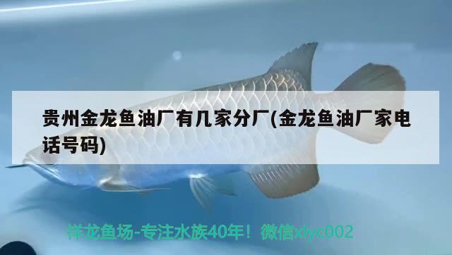 貴州金龍魚油廠有幾家分廠(金龍魚油廠家電話號碼) 杰西卡恐龍魚