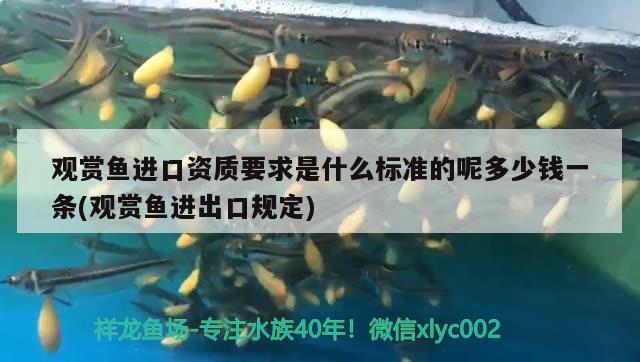 觀賞魚進(jìn)口資質(zhì)要求是什么標(biāo)準(zhǔn)的呢多少錢一條(觀賞魚進(jìn)出口規(guī)定) 觀賞魚進(jìn)出口