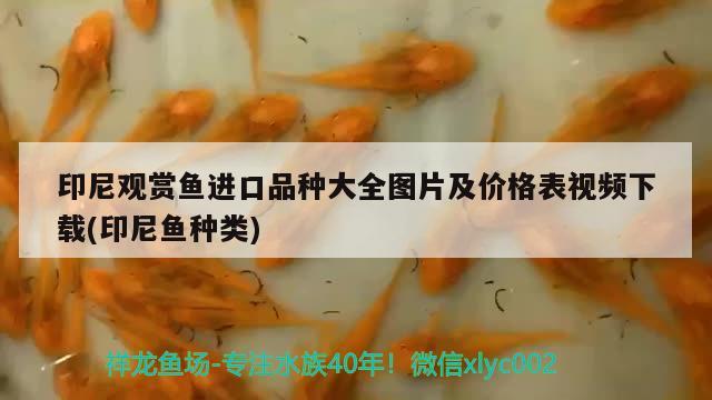 印尼觀賞魚(yú)進(jìn)口品種大全圖片及價(jià)格表視頻下載(印尼魚(yú)種類)