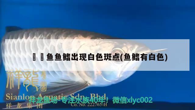 鳑鲏?mèng)~魚(yú)鰭出現(xiàn)白色斑點(diǎn)(魚(yú)鰭有白色) 噴點(diǎn)菠蘿魚(yú)