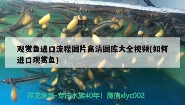 觀賞魚進(jìn)口流程圖片高清圖庫大全視頻(如何進(jìn)口觀賞魚) 觀賞魚進(jìn)出口