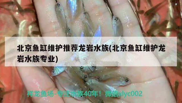 北京魚缸維護(hù)推薦龍巖水族(北京魚缸維護(hù)龍巖水族專業(yè))