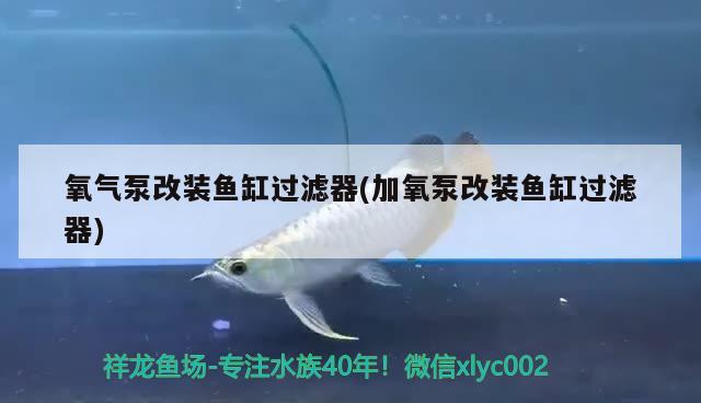 氧氣泵改裝魚缸過濾器(加氧泵改裝魚缸過濾器) 虎魚百科