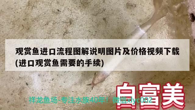 觀賞魚進口流程圖解說明圖片及價格視頻下載(進口觀賞魚需要的手續(xù))