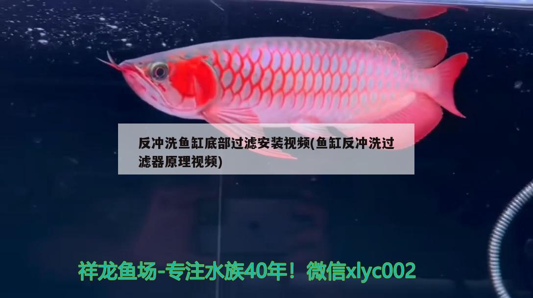 反沖洗魚缸底部過濾安裝視頻(魚缸反沖洗過濾器原理視頻) 青龍魚