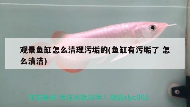 觀景魚缸怎么清理污垢的(魚缸有污垢了怎么清潔) 斑馬鴨嘴魚苗