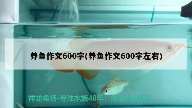 養(yǎng)魚作文600字(養(yǎng)魚作文600字左右) 森森魚缸