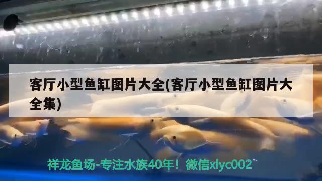 客廳小型魚缸圖片大全(客廳小型魚缸圖片大全集) 玫瑰銀版魚