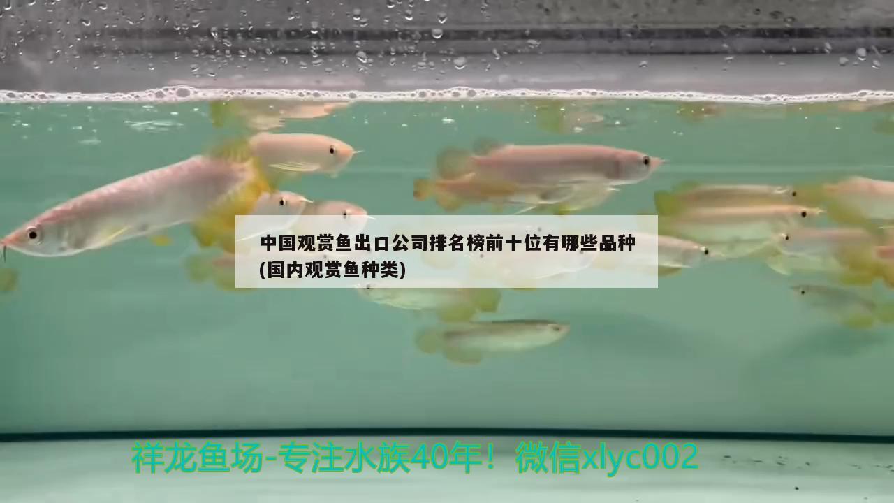 中國觀賞魚出口公司排名榜前十位有哪些品種(國內(nèi)觀賞魚種類)