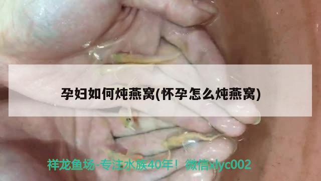 孕婦如何燉燕窩(懷孕怎么燉燕窩) 馬來西亞燕窩