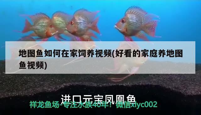 地圖魚如何在家飼養(yǎng)視頻(好看的家庭養(yǎng)地圖魚視頻) 水溫計(jì)